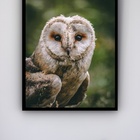 Quadro Decorativo Foto Coruja Fundo Verde  - 70x50cm Moldura