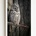 Quadro Decorativo Foto Coruja Galho Seco  - 70x50cm Moldura P