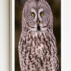 Quadro Decorativo Foto Coruja Olho Amarelo  - 70x50cm Moldura