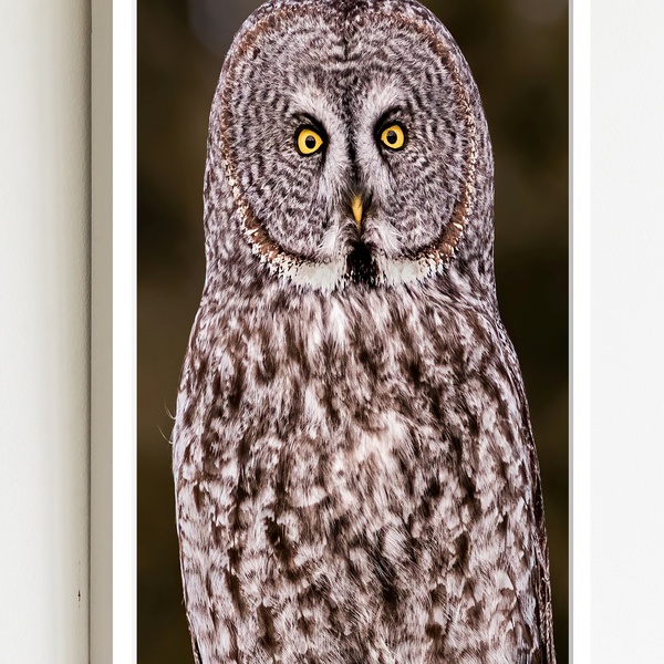 Quadro Decorativo Foto Coruja Olho Amarelo  - 70x50cm Moldura