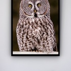 Quadro Decorativo Foto Coruja Olho Amarelo  - 70x50cm Moldura