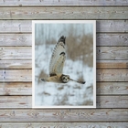 Quadro Decorativo Foto Coruja Voando 33x24cm Moldura:madeira