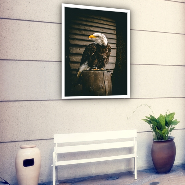 Quadro Decorativo Fotografia Águia Tronco  - 70x50cm Moldura