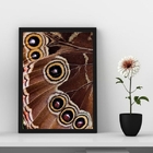 Quadro Decorativo Fotografia Asa De Borboleta 33x24cm Moldura