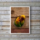 Quadro Decorativo Fotografia Casal De Periquitos 45x34cm Mold