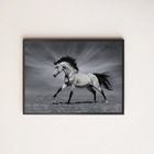 Quadro Decorativo Fotografia Cavalo Preto E Branco 24x18cm -