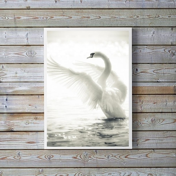 Quadro Decorativo Fotografia Cisne Branco 33x24cm - Com Vidro
