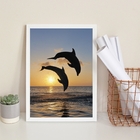 Quadro Decorativo Fotografia Golfinhos 33x24cm - Com Vidro Mo