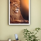 Quadro Decorativo Fotografia Leão Sol  - 70x50cm Moldura Bran