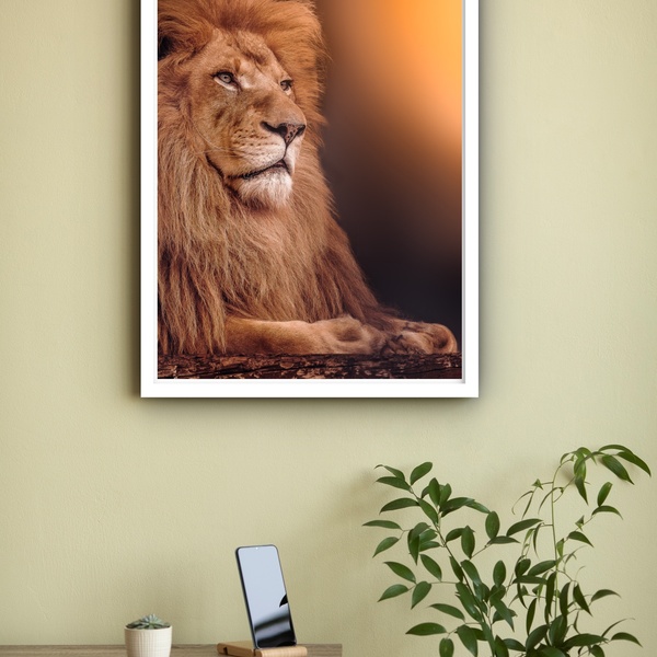 Quadro Decorativo Fotografia Leão Sol  - 70x50cm Moldura Bran