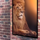 Quadro Decorativo Fotografia Leão Sol  - 70x50cm Moldura Bran