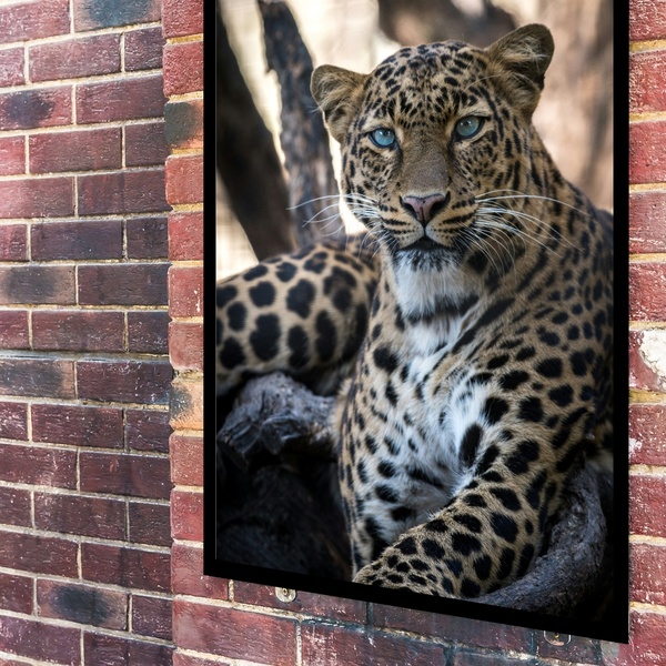 Quadro Decorativo Fotografia Onça Pintada  - 70x50cm Moldura