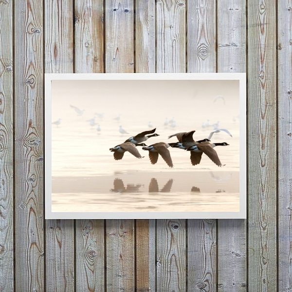 Quadro Decorativo Fotografia Patos Selvagens 24x18cm - Com Vi