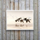 Quadro Decorativo Fotografia Patos Selvagens 24x18cm Moldura: