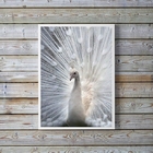 Quadro Decorativo Fotografia Pavão Branco 24x18cm Moldura:mad
