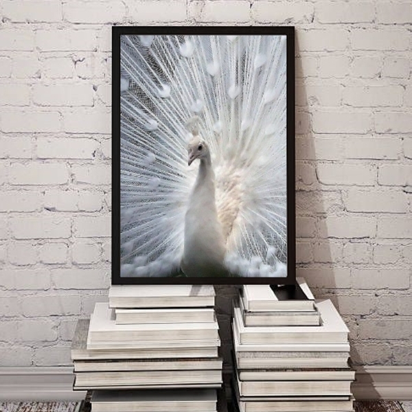 Quadro Decorativo Fotografia Pavão Branco 45x34cm Moldura:mad