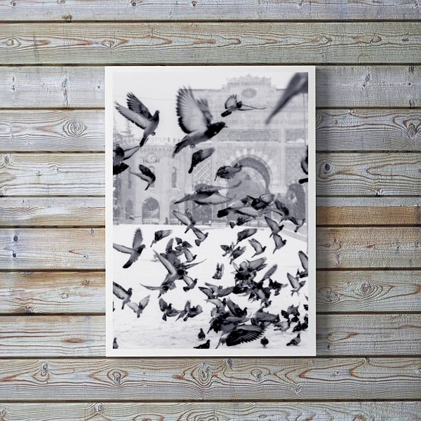 Quadro Decorativo Fotografia Pombos 33x24cm - Com Vidro Moldu