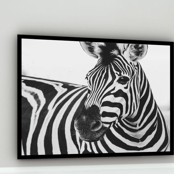Quadro Decorativo Fotografia Zebra Preto E Branco  - 70x50cm