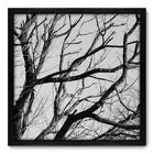 Quadro Decorativo - Galhos - 50cm X 50cm - 014qndcp