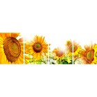 Quadro Decorativo Girassol Grande