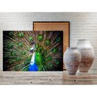 Quadro Decorativo Grande Animal Peacock - 200x120cm