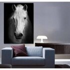Quadro Decorativo Grande Animal White Horse - 100x70cm