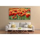 Quadro Decorativo Grande Floral Tulipa Sprengeri - 100x70cm