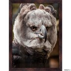 Quadro Decorativo Harpia com Moldura Freijó 40x30cm Tropical