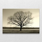 Quadro Decorativo Horizontal Arvore Galhos Secos Sem Moldura