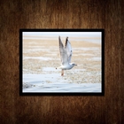 Quadro Decorativo Horizontal Gaivota Praia 24x18cm Moldura:ma