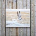 Quadro Decorativo Horizontal Gaivota Praia 24x18cm Moldura:ma