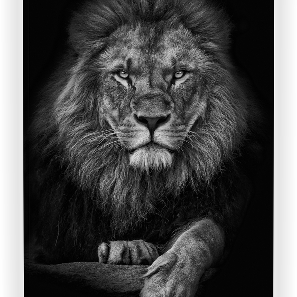 Quadro Decorativo Leão 01 - Borda Infinita - 63x100