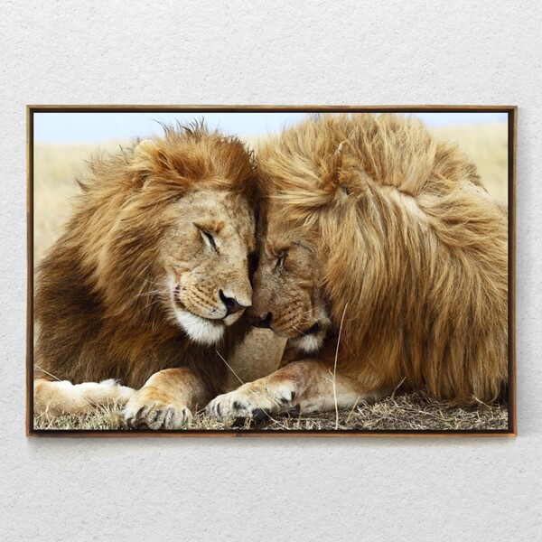 Quadro Decorativo Leão Carinhoso Com Moldura E Sem Vidro 40x60