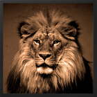 Quadro Decorativo Leão Iii Moldura Sem Vidro Preto