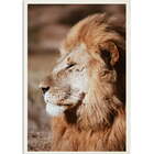 Quadro Decorativo Leão Moldura Sem Vidro Branco