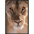 Quadro Decorativo Leoa I Moldura Sem Vidro Preto