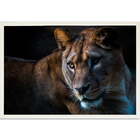 Quadro Decorativo Leoa Moldura Sem Vidro Branco