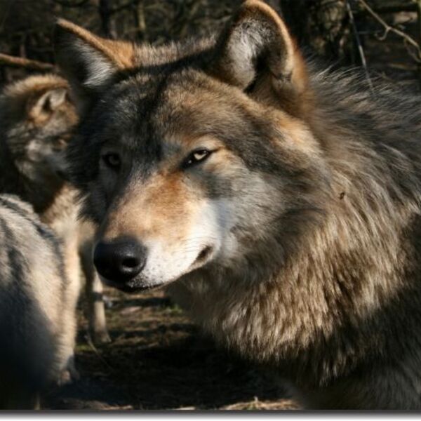 Quadro Decorativo Lobo 1 Peça