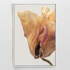 Quadro Decorativo Moderno Flor Seca Com Moldura E Sem Vidro 9