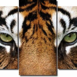 Quadro Decorativo Olhar Tigre 5 Peças | Leroy Merlin