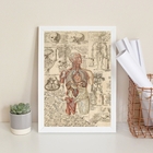 Quadro Decorativo Órgãos Corpo Humano Vintage 33x24cm Moldura