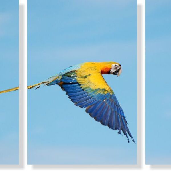 Quadro Decorativo Paisagem Arara Amarela 3 Peças