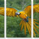 Quadro Decorativo Paisagem Arara Amarela 3 Peças M2