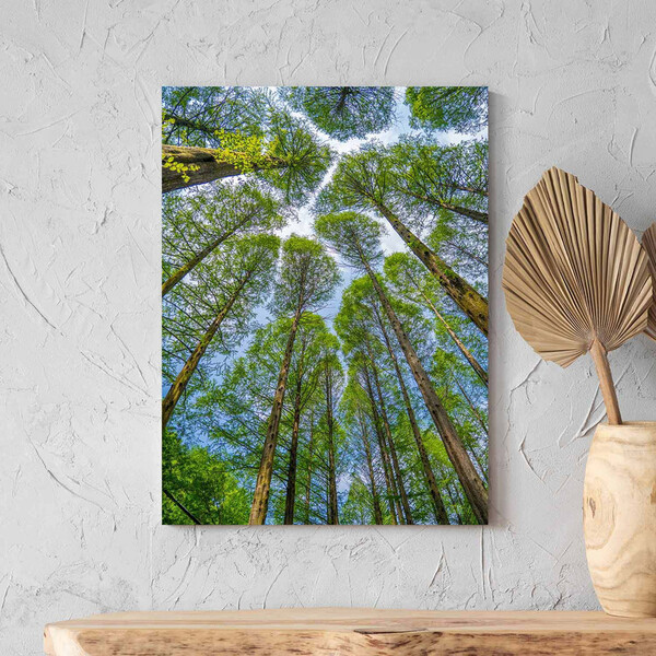 Quadro Decorativo Paisagem Árvores Aos Céus Da Coréia - 90x60