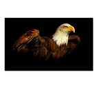 Quadro Decorativo Paisagem Pássaro Águia Para Quarto E Sala 1