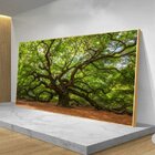 Quadro Decorativo Paisagem Velha Árvore Com Moldura Dourada 1
