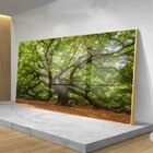 Quadro Decorativo Paisagem Velha Árvore Com Moldura Dourada E