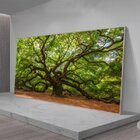 Quadro Decorativo Paisagem Velha Árvore Com Moldura Prata 120