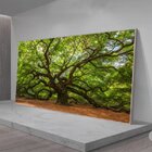 Quadro Decorativo Paisagem Velha Árvore Com Moldura Prata 180