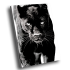 Quadro Decorativo Pantera